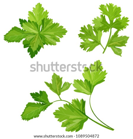 cilantro grupo lucas cilantro png stunning free transparent png clipart images free download cilantro grupo lucas cilantro png