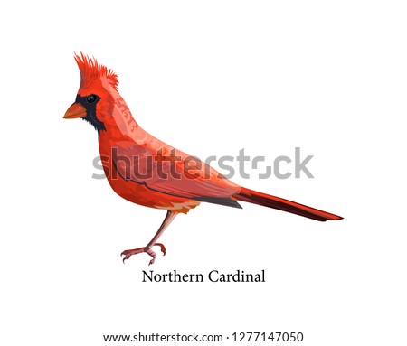 Northern cardinal bird with bright red feather and beak. Animal in the wildlife. Isolated vector illustration
