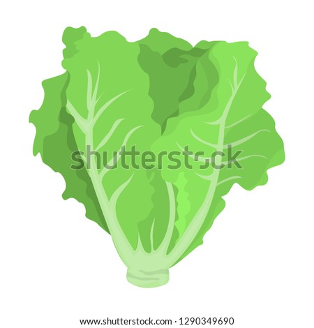 Green lettuce. Fresh healthy ingredient for salad cooking. Organic vegetarian nutrition. Vector flat illustration
