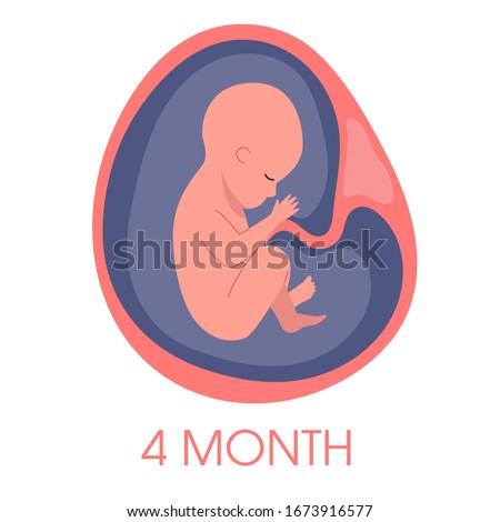 Embryo in womb fourth month. Fetal development and growth during pregnancy. Monthly stage. Baby awaiting. Isolated vector illustration 商業照片 © 