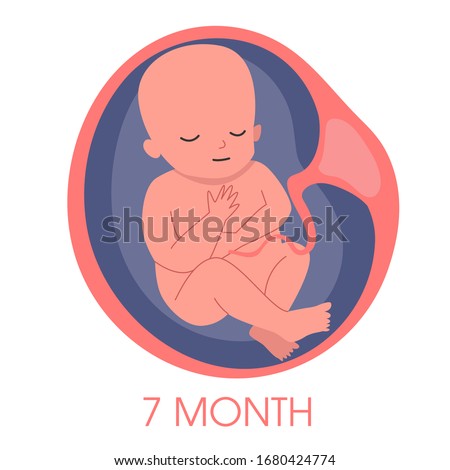 Embryo in womb seventh month. Fetal development and growth during pregnancy. Monthly stage. Baby awaiting. Isolated vector illustration