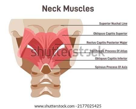 Neck muscles back view. Didactic scheme of anatomy of human muscular system with anatomical captions. Splenius capitis and splenius cervicis. Flat vector illustration