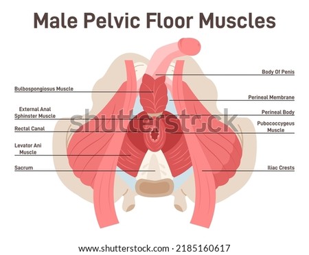 Anatomy of male pelvic floor muscles. Crotch anatomy, pelvic floor muscles span the bottom of the pelvis and support the pelvic organs. Flat vector illustration