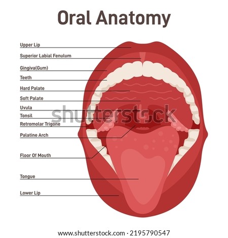 Oral cavity. Human mouth anatomy model. Open human mouth and dentistry. Anatomical banner with captions. Flat vector illustration