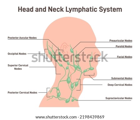 Head and neck lymph node. Fluid exchange, body defense from infection and disease. Anatomical banner of human lymphatic system with descriptions. Flat vector illustration