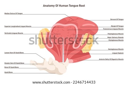 Human tongue root. Muscles and salivary glands of the tongue placed at the base of human tongue near throat. Part of the digestive system. Flat vector illustration