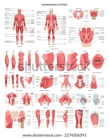 Human muscular system set. Front and back view. Smooth muscle tissue of different body parts. Head, torso, legs and arms anatomy. Physiology educational banner. Flat vector illustration