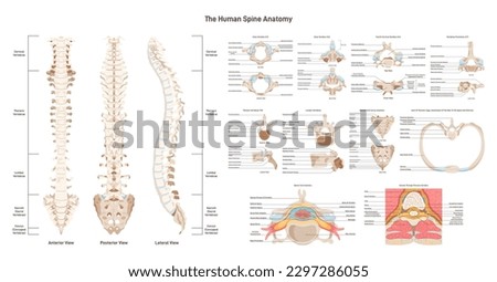 Human spine anatomy set. Vertebral column medical education poster. Cervical, thoracic and lumbar vertebrae segments, sacrum and coccyx. Spinal cord structure. Flat vector illustration