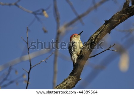 Red-bellied Woodpecker: Melanerpes carolinus