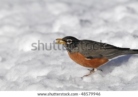 American Robin: Turdus migratorius. The largest member of North American thrush family photographed in the \