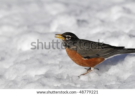 American Robin: Turdus migratorius. The largest member of North American thrush family photographed in the 
