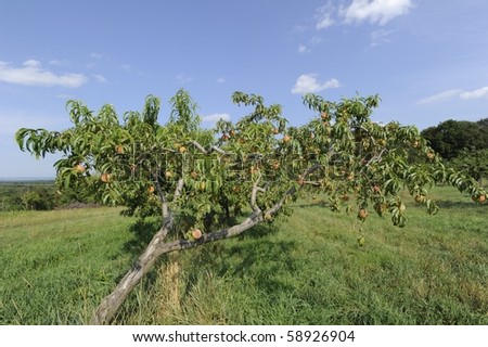 A peach tree laden with fruit