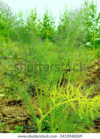 Similar – Image, Stock Photo A drop shines like a precious jewel on a filigree vine in the half-light of a December day