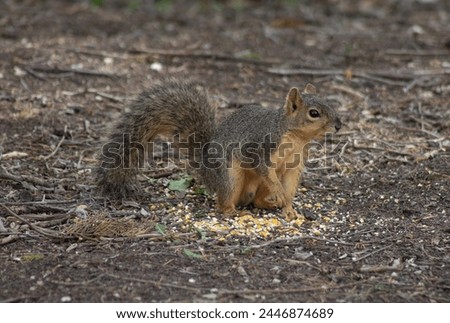 Similar – Foto Bild Eichhörnchen im Sonnenschein