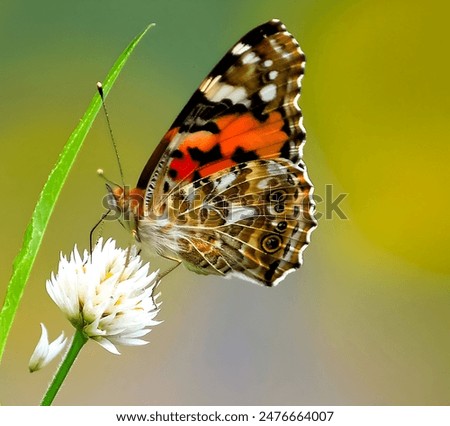 Similar – Foto Bild Tagpfauenauge auf Schmetterlingsflieder