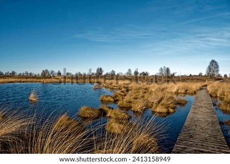 Foto Bild Nationalpark Eifel Hohes Venn mit Graslandschaft und Bäumen im Winter. Wenig Schnee liegt zwischen den dürren Grashalmen.