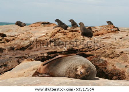 Sea lion takes a break, sleeping on rocks while others look to sea in background, new zealand
