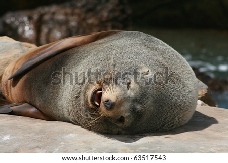 Sea lion lying down shows teeth while yawning, new zealand