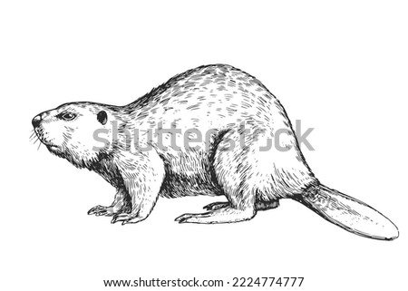 Vector hand drawn illustration with beaver isolated on white background. Sketch with wild forest animal in engraving style.