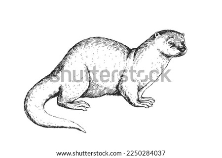 Vector hand-drawn vintage illustration of otter in engraving style. Sketch of animal isolated on white.
