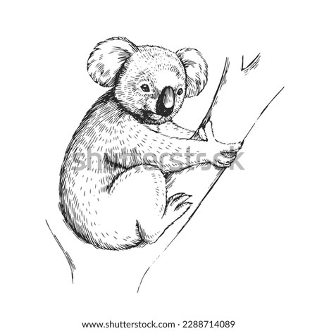 Vector hand-drawn illustration of a koala in the style of engraving. A sketch of a wild Australian marsupial animal isolated on a white background.
