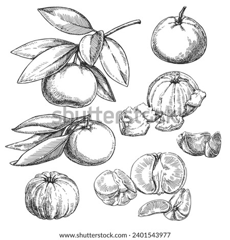 Similar – Image, Stock Photo Peeled and opened tangerine or Clementine