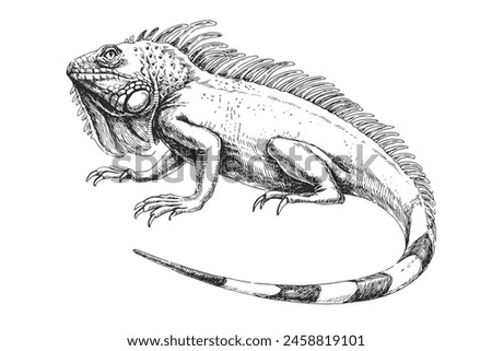 Vector hand-drawn illustration of Green Iguana in engraving style. Sketch of wild American animal isolated on white.