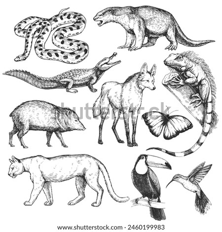 Vector hand-drawn set of Brazilian animals  in engraving style. Sketches of Anaconda, Otter, Caiman, Iguana, Peccary, Cougar, Morpho, Toucan, Colibri and Maned Wolf isolated on white.
