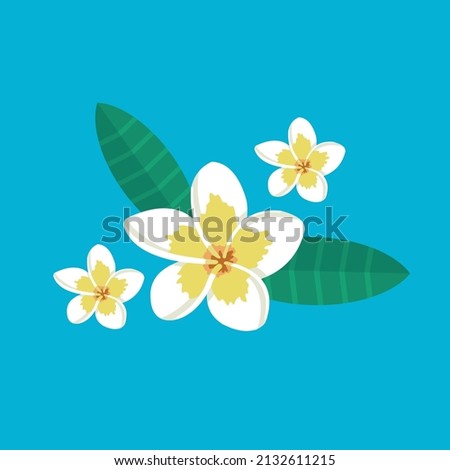 VECTORS. Nicaragua's national flower, also known as May flower, Plumeria or Sacuanjoche, flower with white petals and yellow center