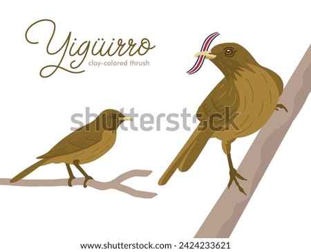 VECTORS. The Yiguirro, also known as the clay-colored thrush. National bird of Costa Rica (flag is removable)