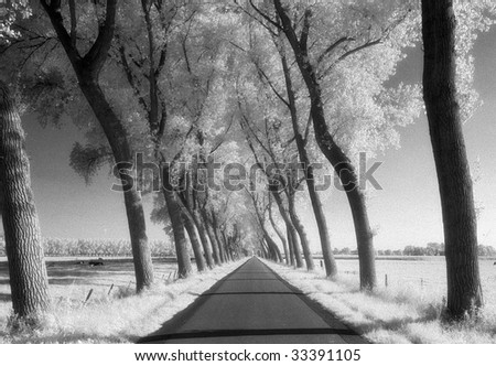 A tree-lined road through farmland in Damme, Belgium. Shot on Infrared Film (known for high-grain) and drum scanned.