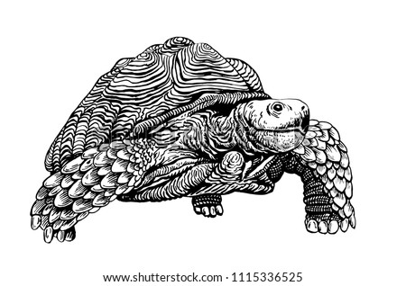 Tortoise Clipart Black And White | Free download on ClipArtMag