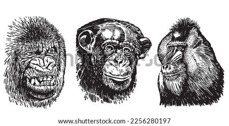 Graphical set of portraits of gorillas isolated on white,vector illustration.Tattoo design , jungle animal