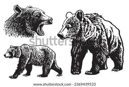 Graphical set of grizzly bears isolated on white background ,vector illustration.	