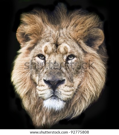 Portrait of an Asiatic Male Lion Isolated on a Black background