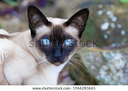 Tonkinese cat . She is a seal-point Tonkinese cat with stunning blue eyes Stock photo © 