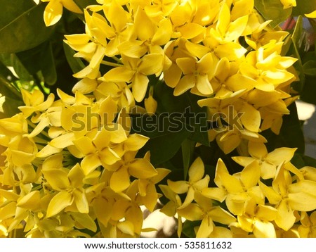 bright yellow color of