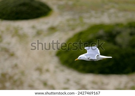 Similar – Image, Stock Photo Sea of doves Barcelona