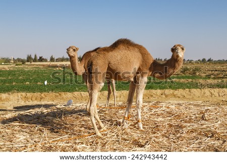 Two camels looking at the camera with green field in the background Four camels eating with a green field in the background