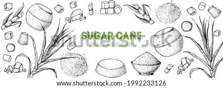 Brown Sugar Organic Unrefined. Sugar cane sketch. Hand drawn vector illustration. Sugar cane sketch. Vintage design template. Panela, Gur or jggery powder. 
