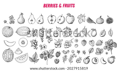 Berries and fruits drawing collection. Hand drawn berry and fruit sketch. Vector illustration. Engraved style.	