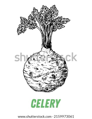 Celery root sketch. Hand drawn vector illustration. Engraved image. Celery root vegetable hand drawn sketch.