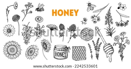 Honey hand drawn vector illustration. Healthy food illustration. Hand drawn sketch elements collection. Honeycomb, bee, flowers, jar of honey sketch.