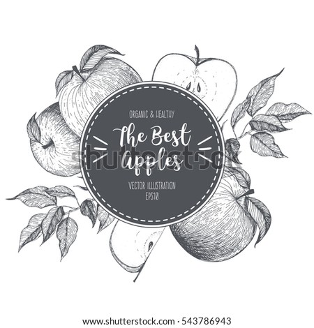 Design template for fruits market. Menu label with apples. Fresh apples hand-drawn. Vector illustration.