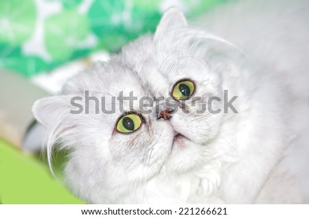 portrait of a persian cat surprised or scared