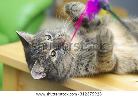 tabby cat lying on its back and playing