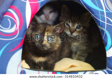 little orphaned kittens hiding in their den