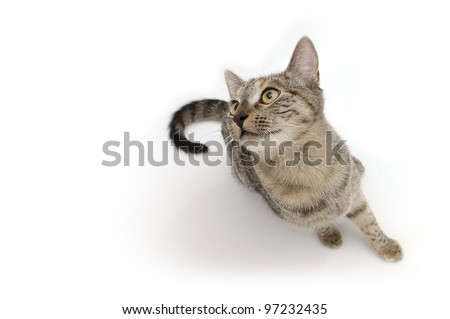 Black nose tabby cat on white background