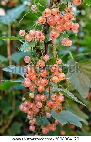 Similar – Image, Stock Photo pink currants on a bush
