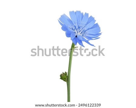 Similar – Foto Bild Wegwarte, Cichorium intybus, ist eine Wild- und Heilpflanze mit blauen Blueten. Die Blueten sind essbar. Chicory, Cichorium intybus, is a wild and medicinal plant with blue flowers. The flowers are edible.